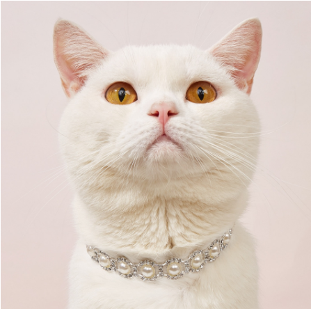 Pavé Pet Necklace